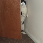 Mister Stood Up